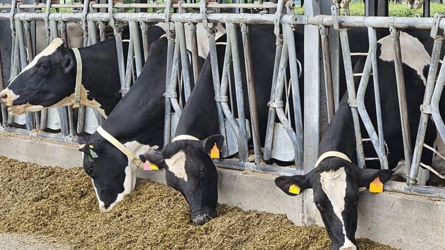 UFAC-UK launches new sustainable dairy feed alternatives