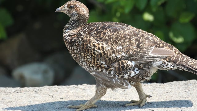 260,000 animals killed in Scotland every year for predator control – report