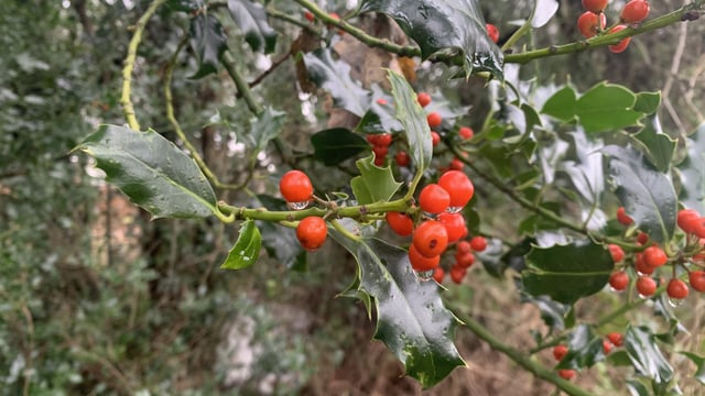 Reflection: Holly – the first sign of Christmas
