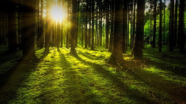 Fast-developing skills shortage within NI forestry sector