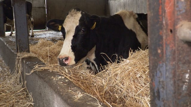 Spring-calving: Ensuring that safety is at the forefront