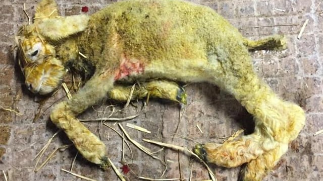‘Spike’ in Schmallenberg virus cases across the UK