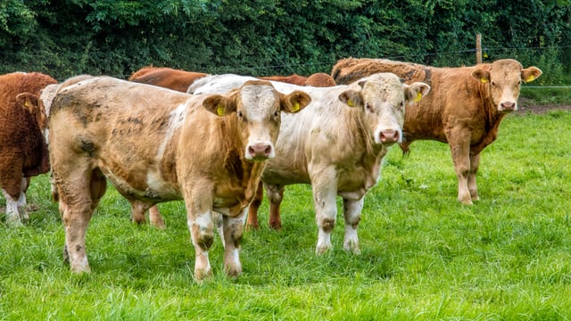 New Welsh bovine TB board to be chaired by a farmer