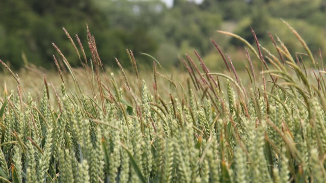 Tillage: The biology of blackgrass and ways to prevent it