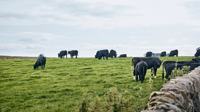 Co-op’s new sustainability pilot aims to ‘reward’ beef farmers