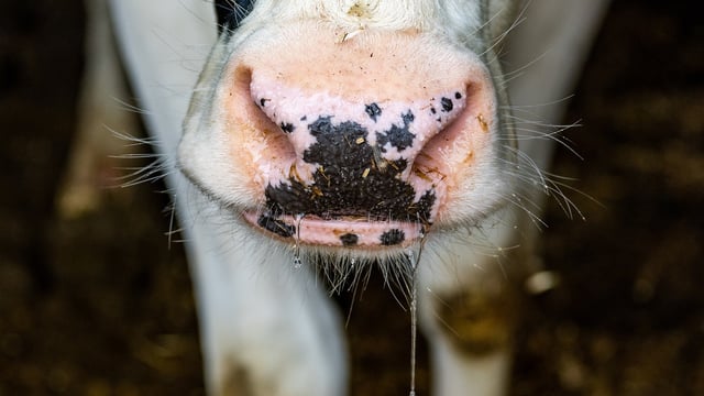 Bluetongue: Farmers in high-risk counties can apply for free tests