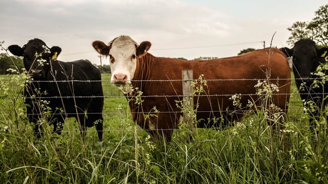 PETA requests roadside memorial for cows following incident