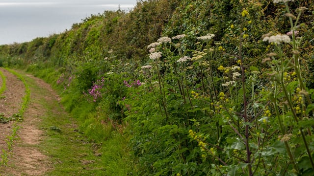 BASIS introduces new hedgerow management course