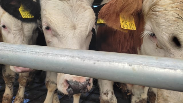 MP sees success with ban for live animal exports