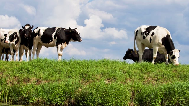 UK chief vet urges continued vigilance as bluetongue cases hit 55