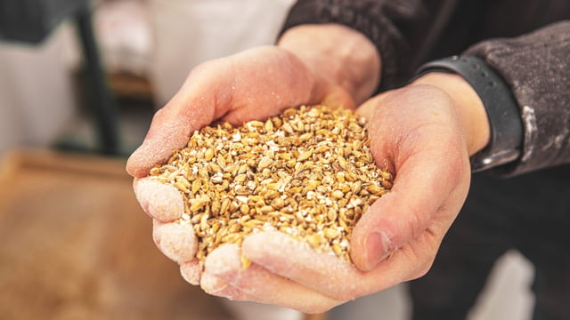 Malting barley premiums continue to strengthen in UK