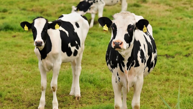 CAFRE to hold meetings for dairy farmers on cash concerns