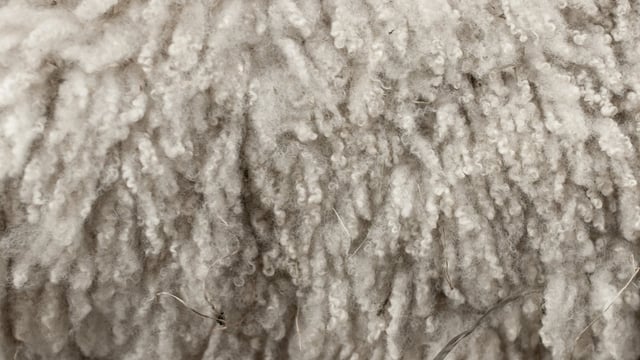 British Wool shearing courses go live