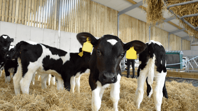 Watch: Calves break into young farmer’s Xbox room
