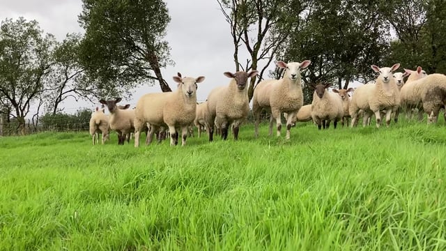 ‘New seasonal heights’ for lamb prices in Britain