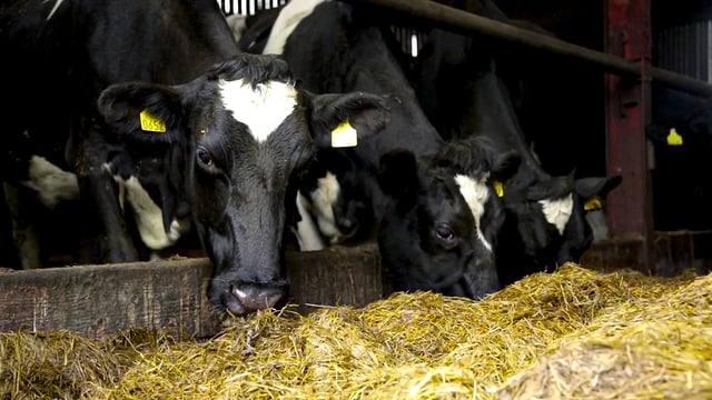 Farm meeting to focus on optimising livestock performance through grazing