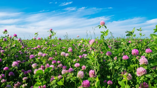 AgriSearch to hold webinar on red clover establishment