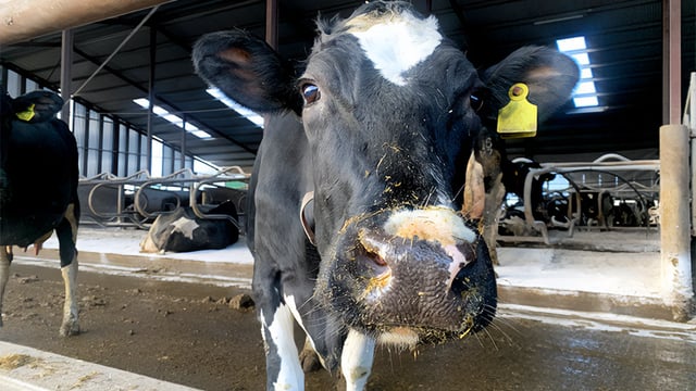 BVD positives at lowest rate in Northern Ireland