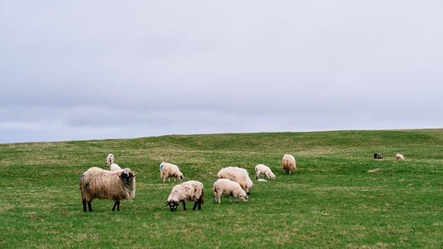 Number of dog attacks on livestock in Northern Ireland doubles