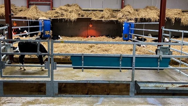 Dairy advice: Treating a calf with scour