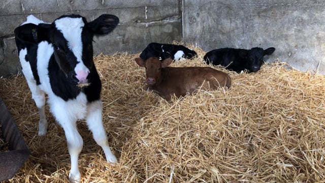 Pneumonia in calf sheds now becoming a risk