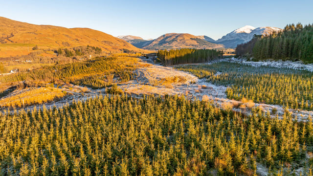 UK commercial forestry values look set to grow in 2024