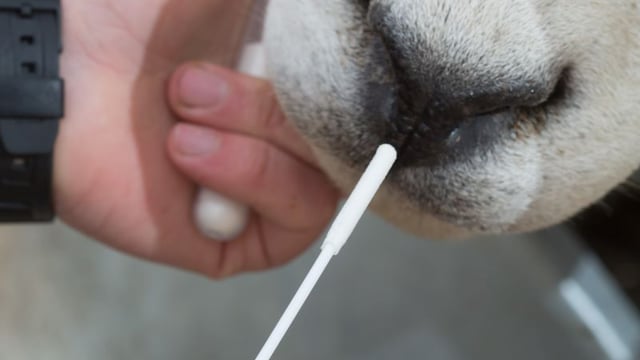 Texel Sheep Society to introduce routine genomic evaluations