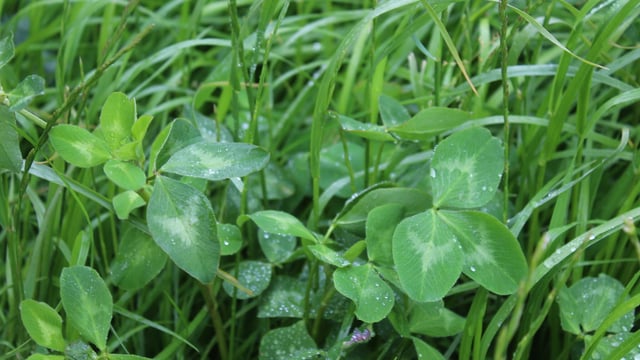 How best to establish red clover swards