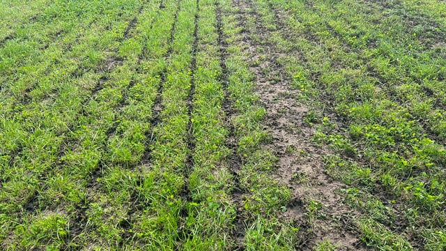 Is it time to prepare silage ground for the first cut?