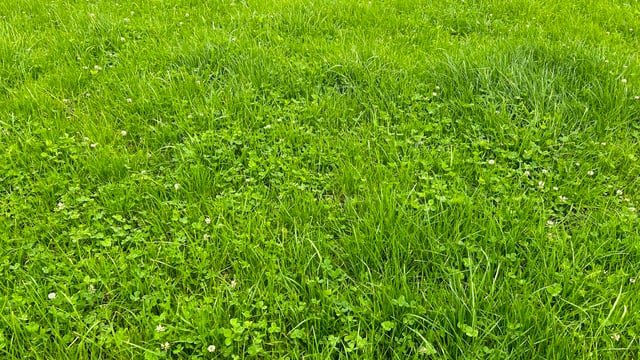 Identifying paddocks suitable for clover establishment