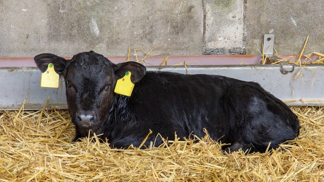 Northern Ireland farmers urged not to buy ‘UK’ ear tags