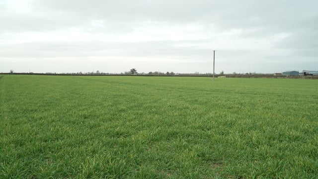 Little winter crop sown on farms – CAFRE