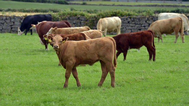 CAFRE to host Beef Carbon Reduction Scheme meetings