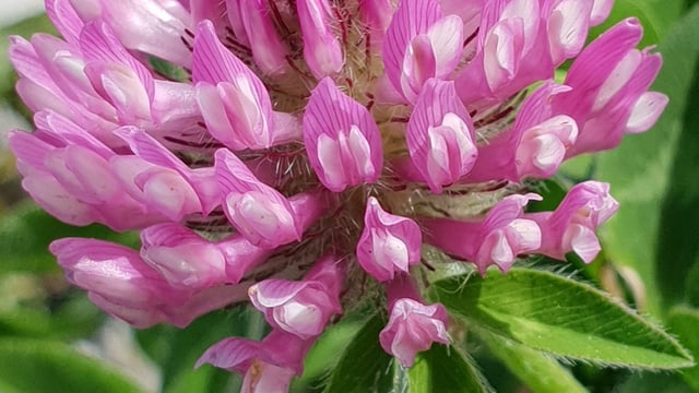 Weed control crucial in managing red clover swards – AFBI