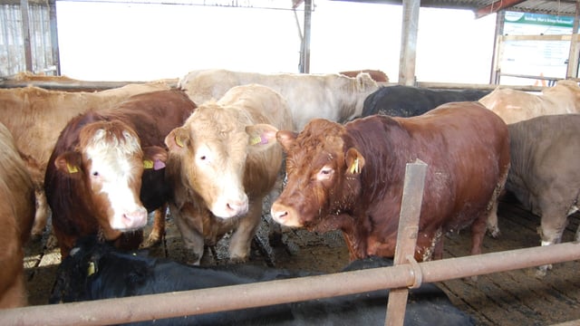 Beef exports in Argentina reach record levels