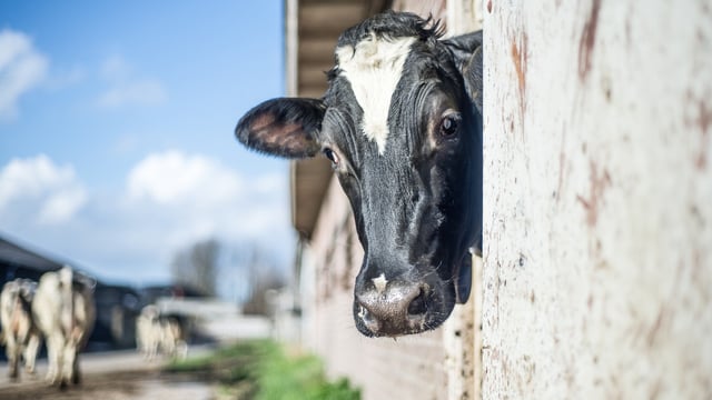 Waitrose introduces free range cream products