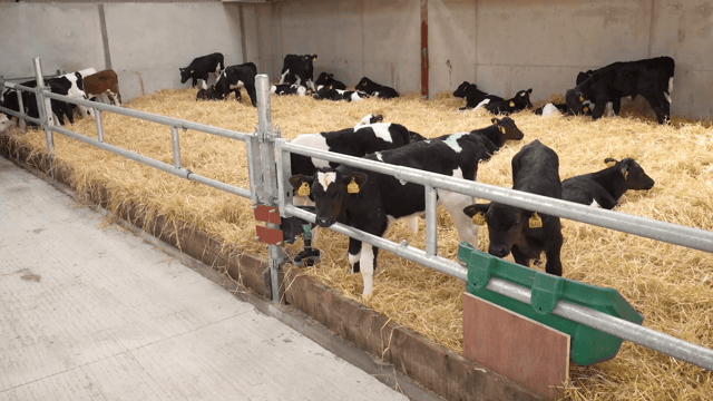 Dairy advice: Risk of scour and pneumonia cases grows