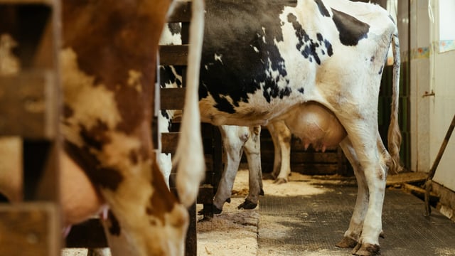 NI farm walks on ‘efficient and sustainable milk production’
