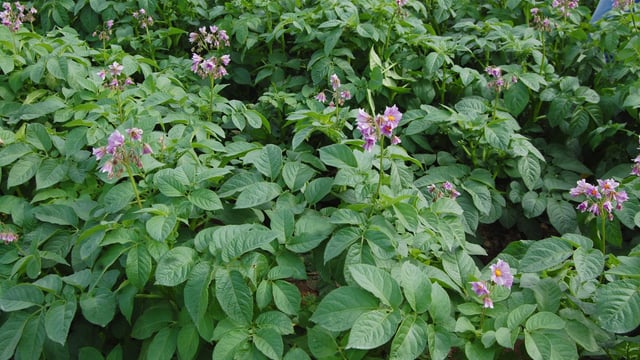 Tillage: Potash remains key nutrient for potato crops