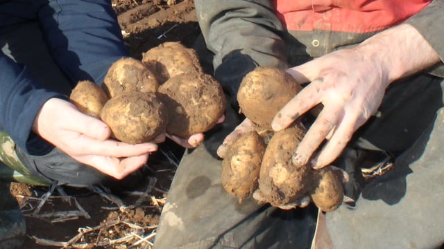Project to fast-track impact of potato breeding programmes