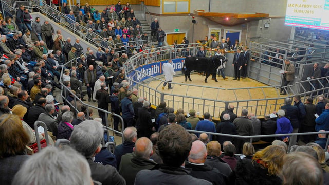 Scottish Suckler Beef Support Scheme lacks ‘clarity’ – IAAS