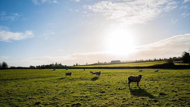 DAERA minister opens ‘substantial’ £267m Single Application fund