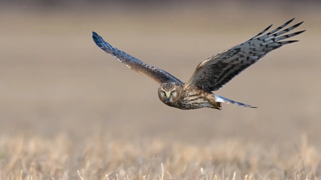 Northern Ireland’s hen harrier population sees 26% decrease