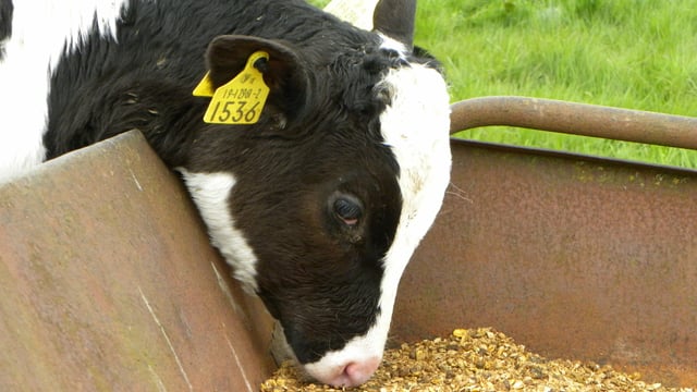 Time to begin planning for the weaning of calves