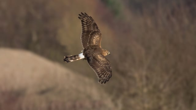 ‘Action needs to be taken’ to protect the hen harrier – Muir