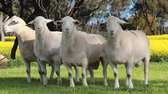 Australian farmer digs pit ‘big enough’ for more than 3,000 sheep
