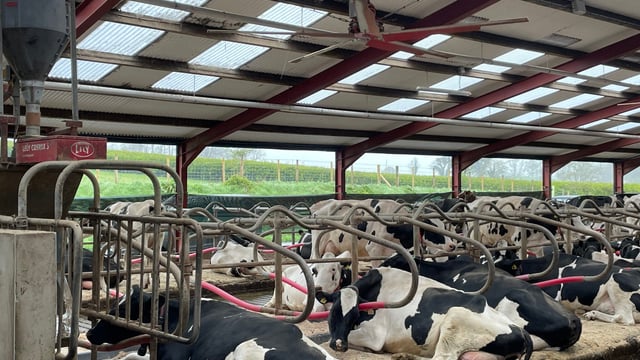 750-cow robotic dairy farm and milk processing in Tyrone