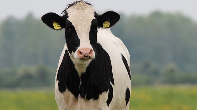 Culling badgers ‘will not’ eradicate bTB  – cattle vet