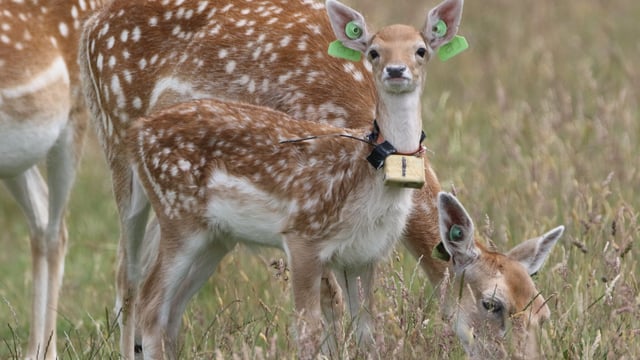 Sleeping habits of newborn deer are as individual as human infants – study
