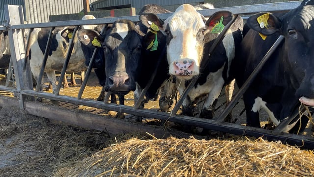 Breeding season: What is the potential impact of a retained placenta?